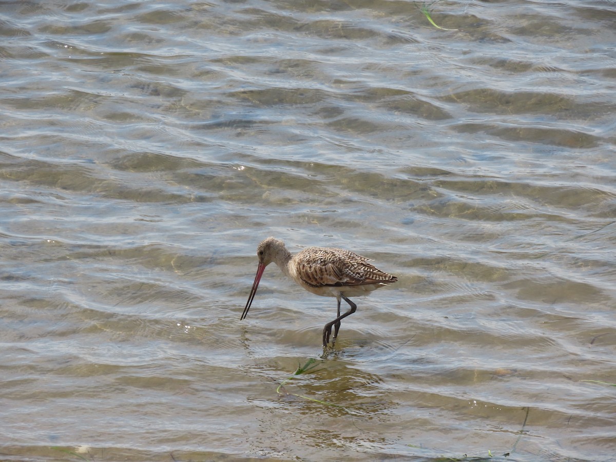 Marbled Godwit - ML599191571