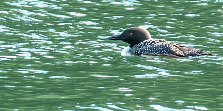 Common Loon - Robb Bell