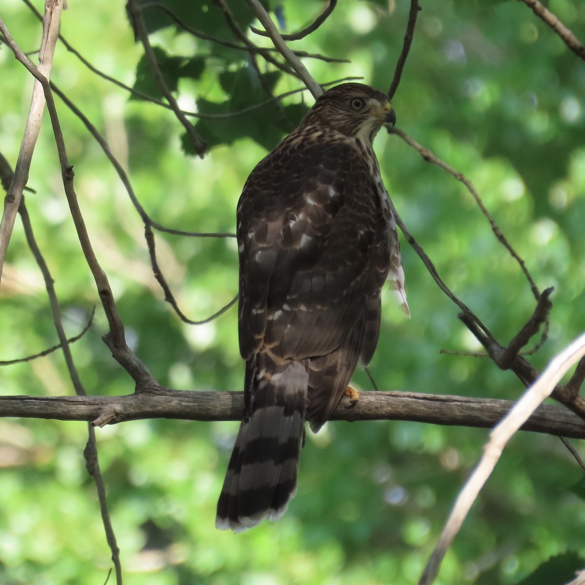 Cooper's Hawk - ML599193831
