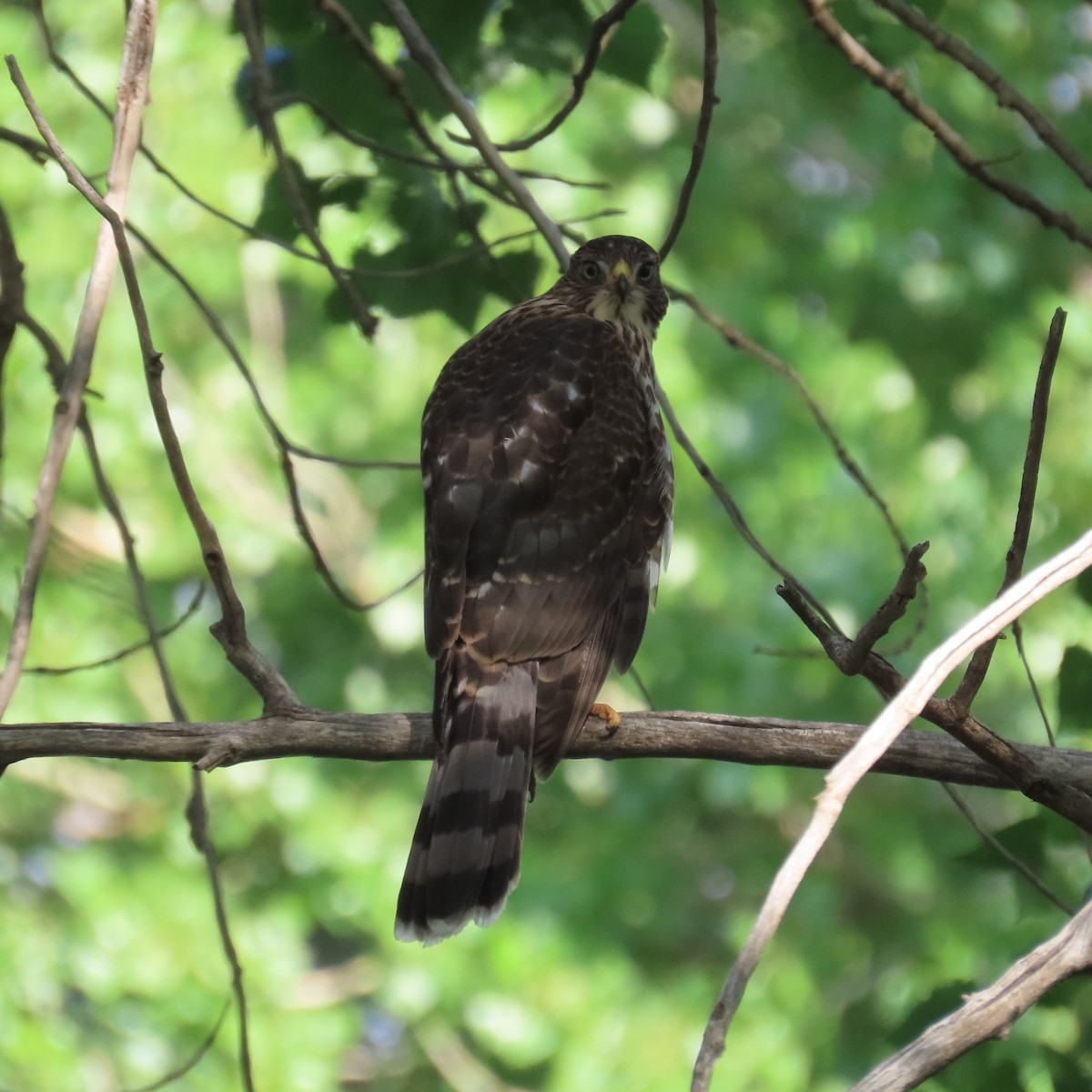 Cooper's Hawk - ML599193841