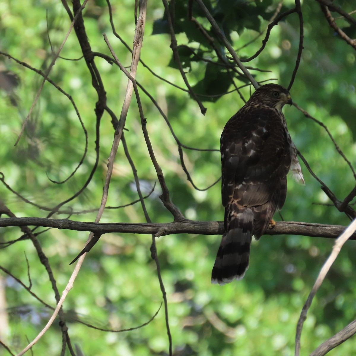 Cooper's Hawk - ML599193851