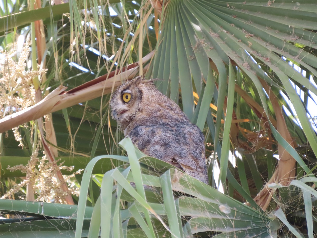 Great Horned Owl - ML599194291