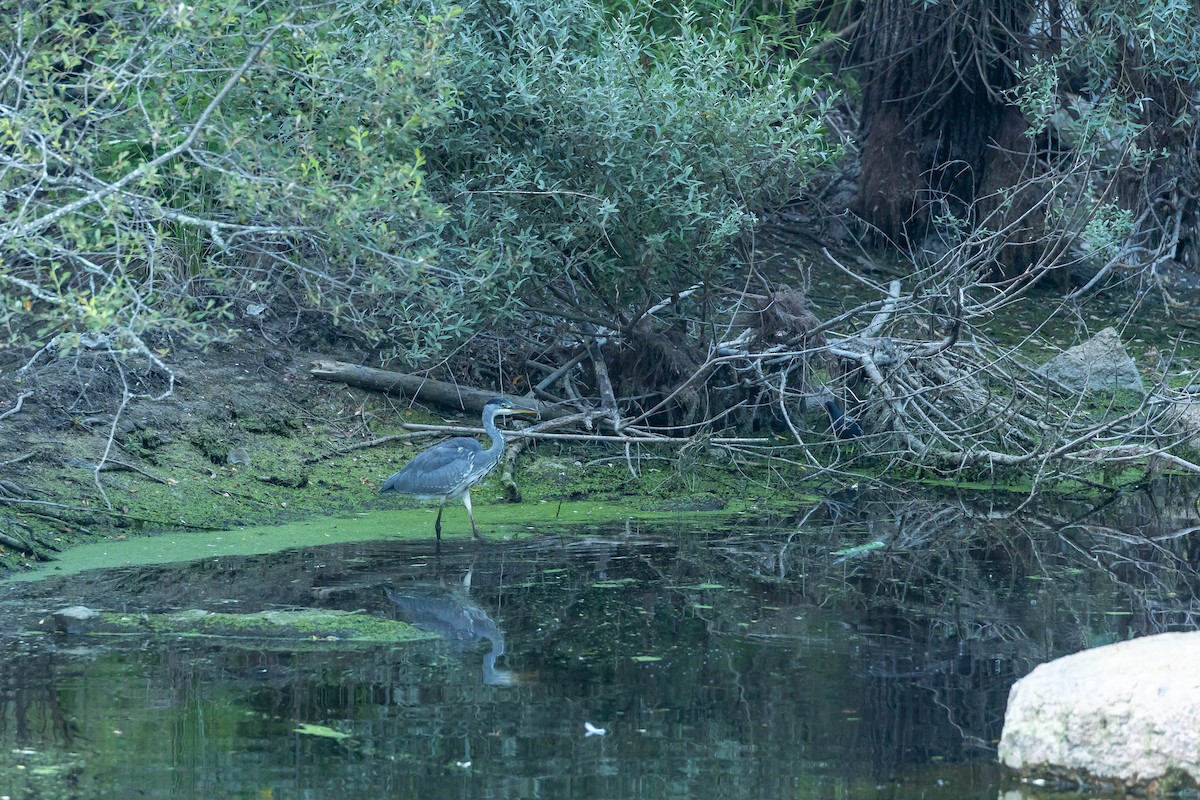 Eurasian Moorhen - ML599194911