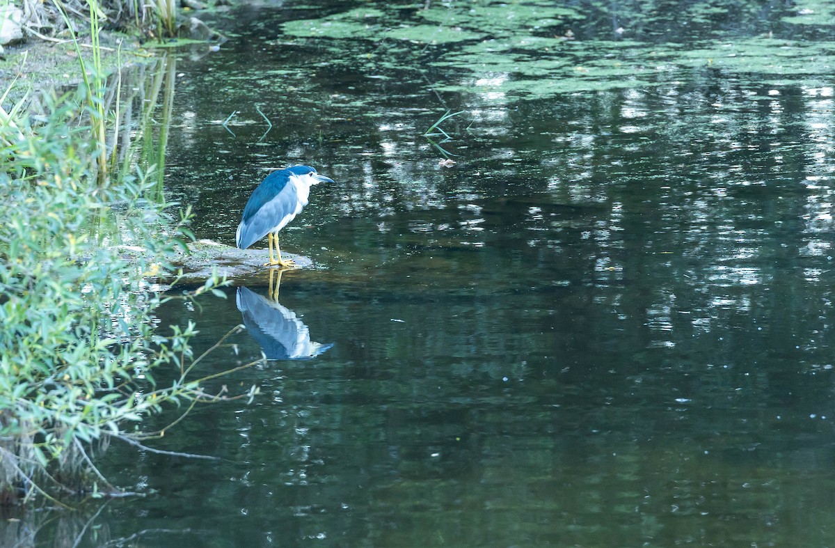 Black-crowned Night Heron - ML599195061