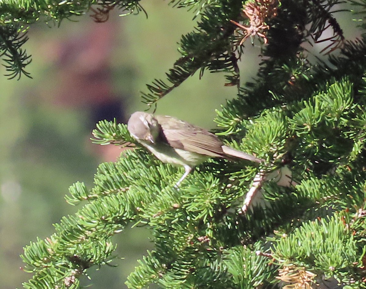 Warbling Vireo - ML599195821