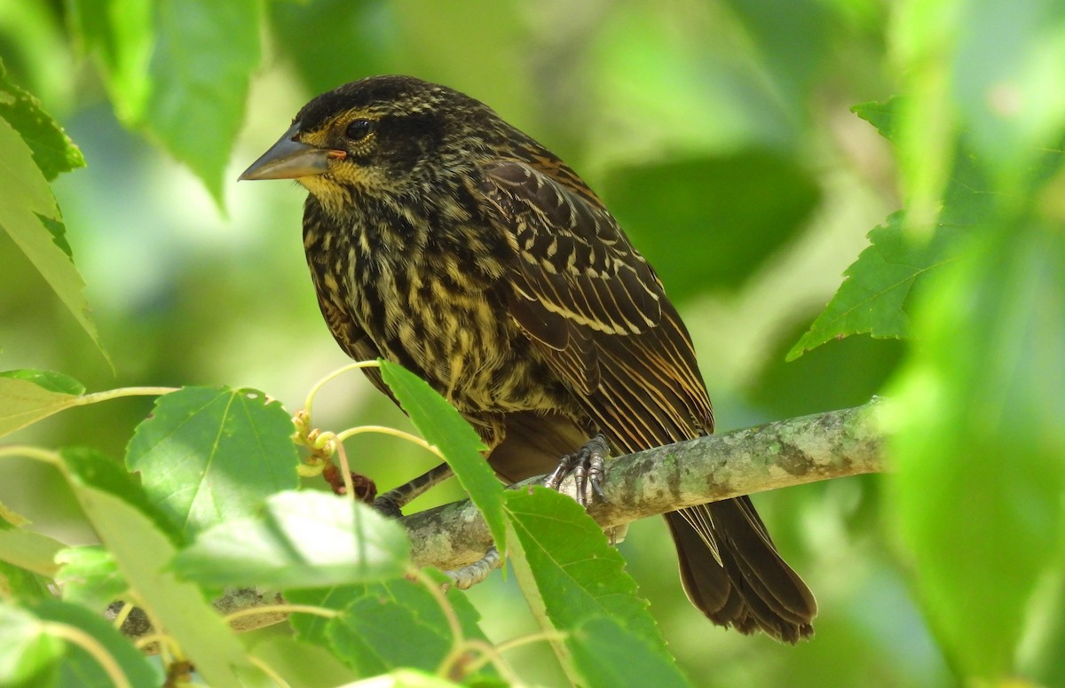 Red-winged Blackbird - ML599195881