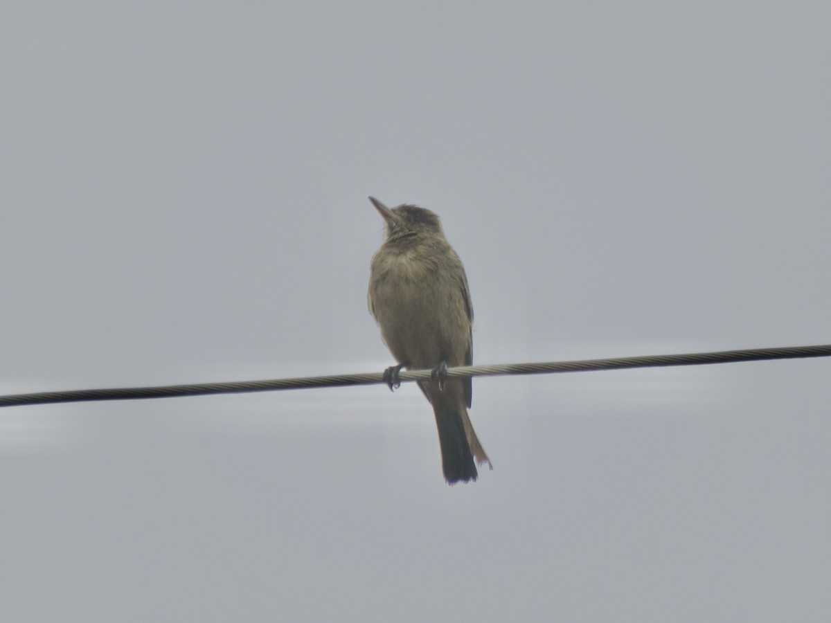 Great Shrike-Tyrant - ML599196551