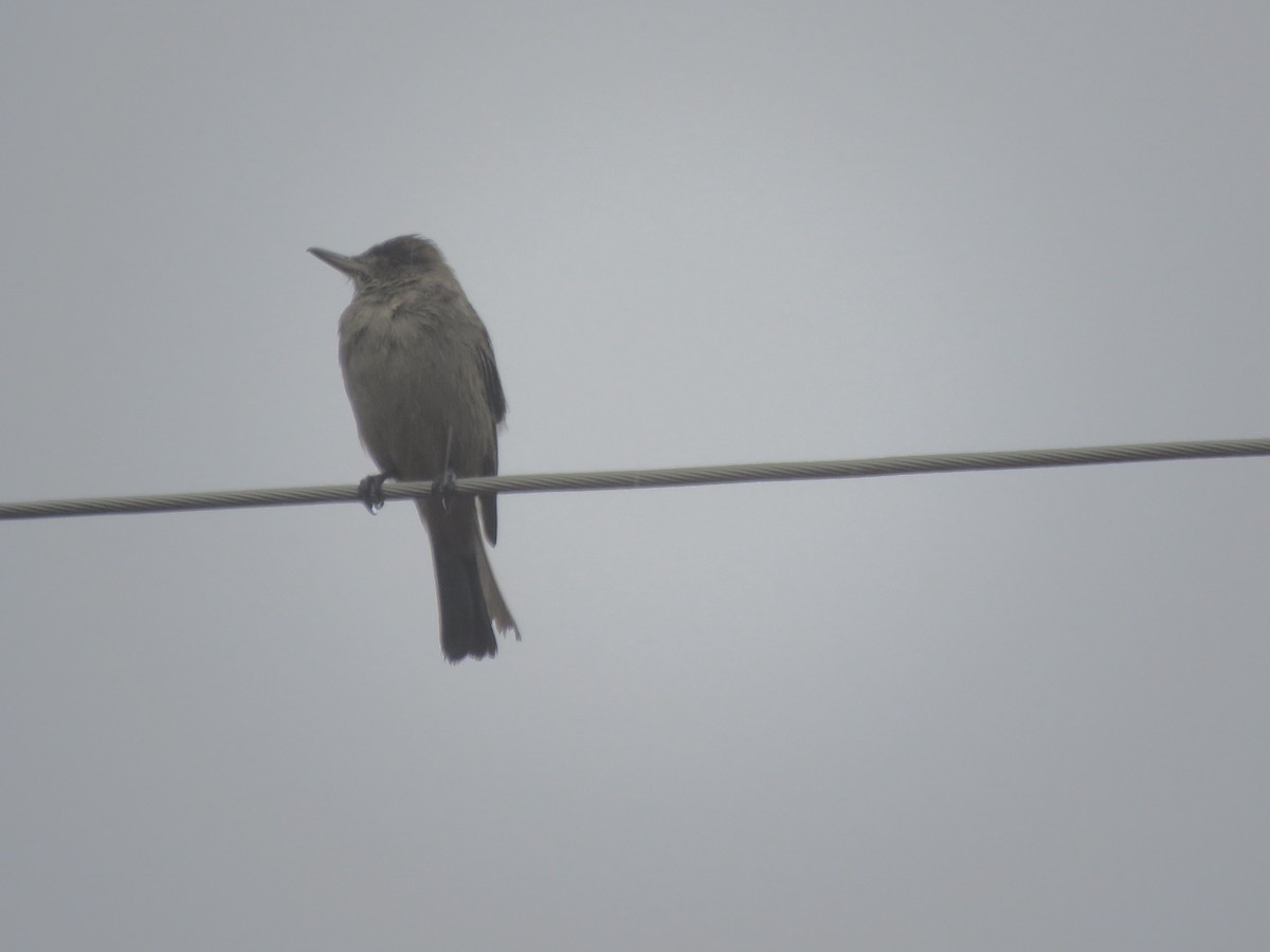 Great Shrike-Tyrant - ML599196971