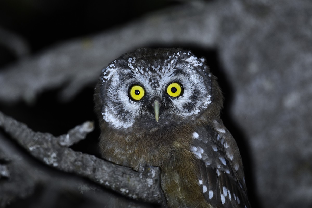 Boreal Owl - Finn Harty