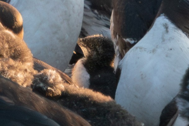 Common Murre - ML599198901