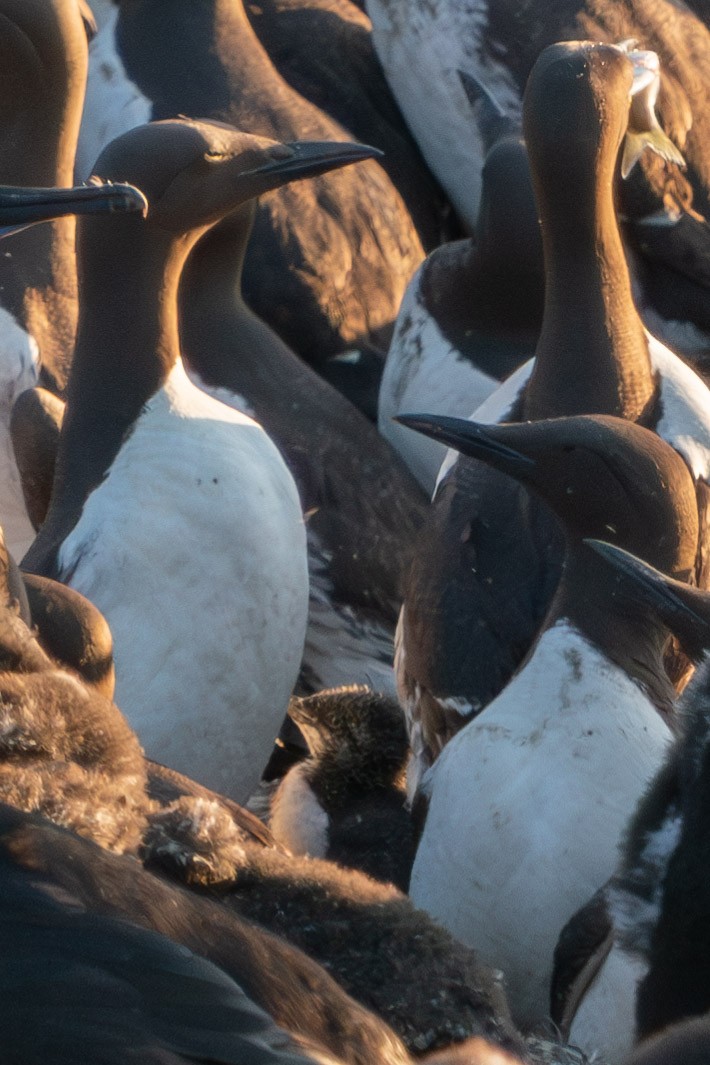 Common Murre - ML599198911