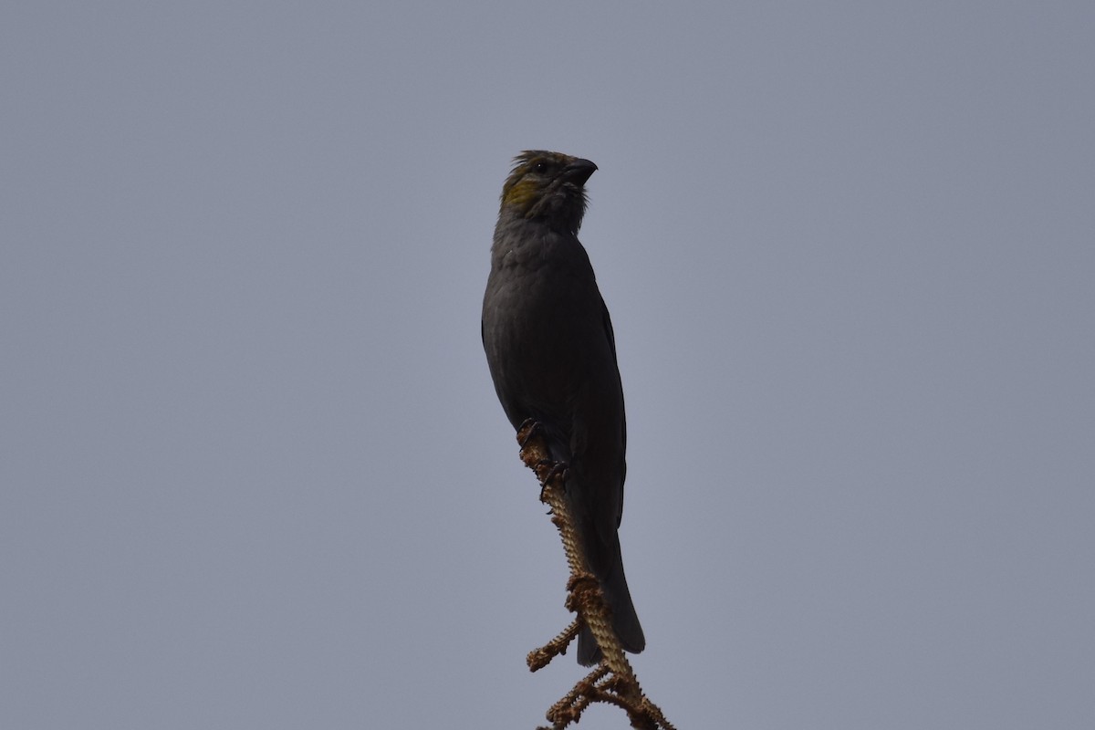 Pine Grosbeak - ML599199381