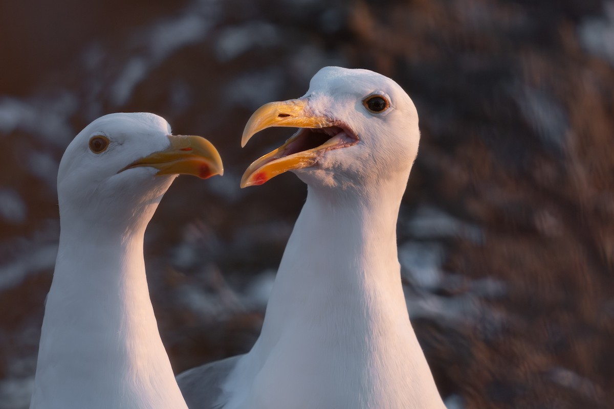 Western Gull - ML599199461