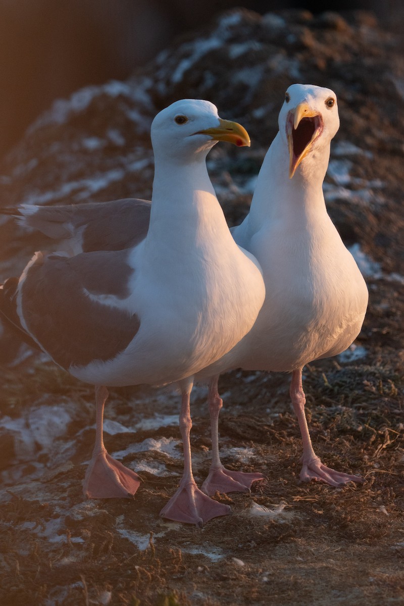 Western Gull - ML599199471