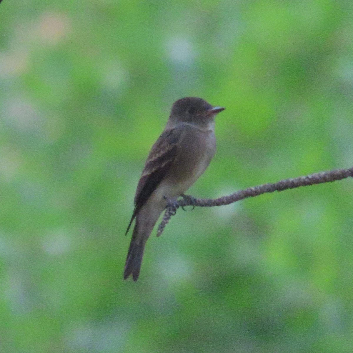 Western Wood-Pewee - ML599200261
