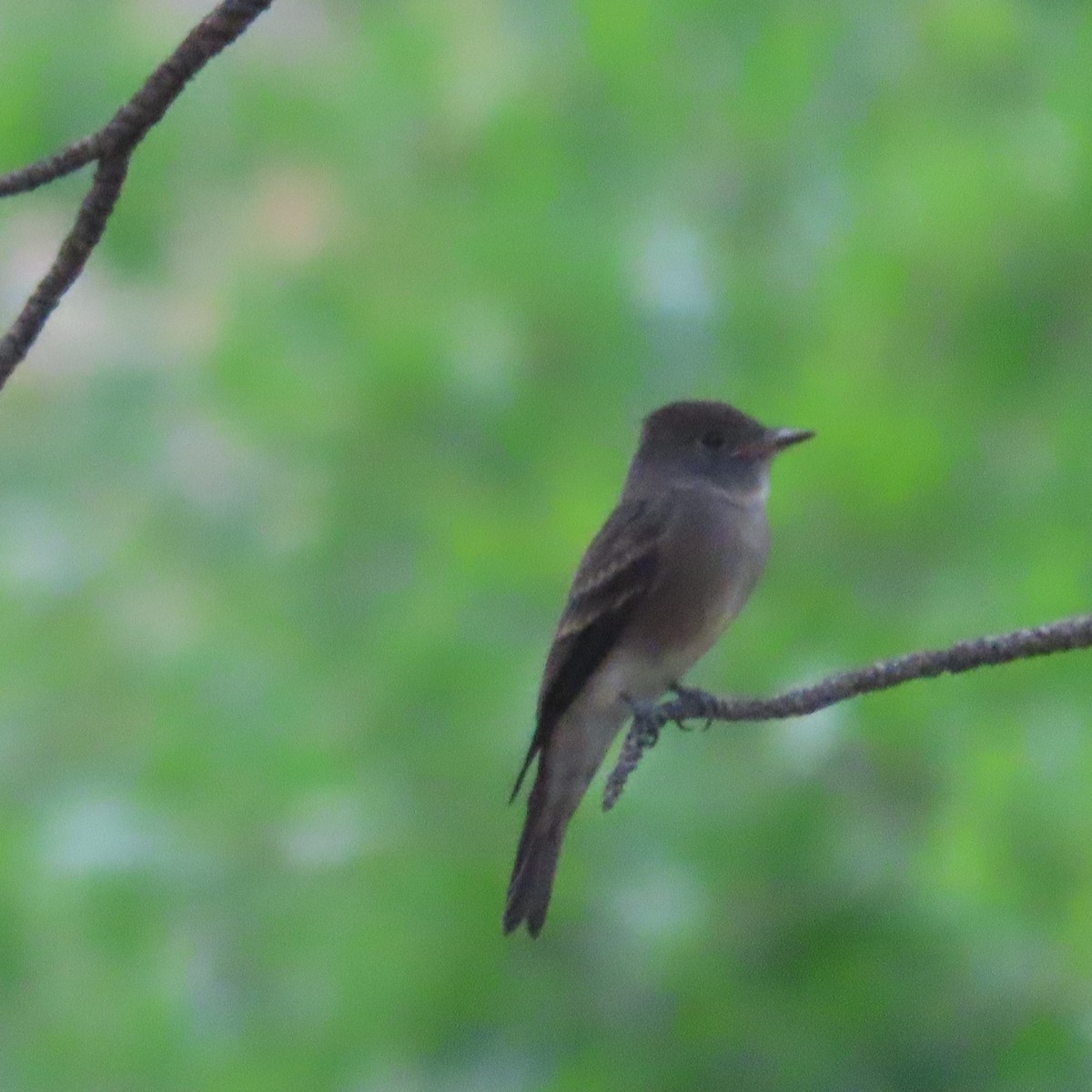 Western Wood-Pewee - ML599200271