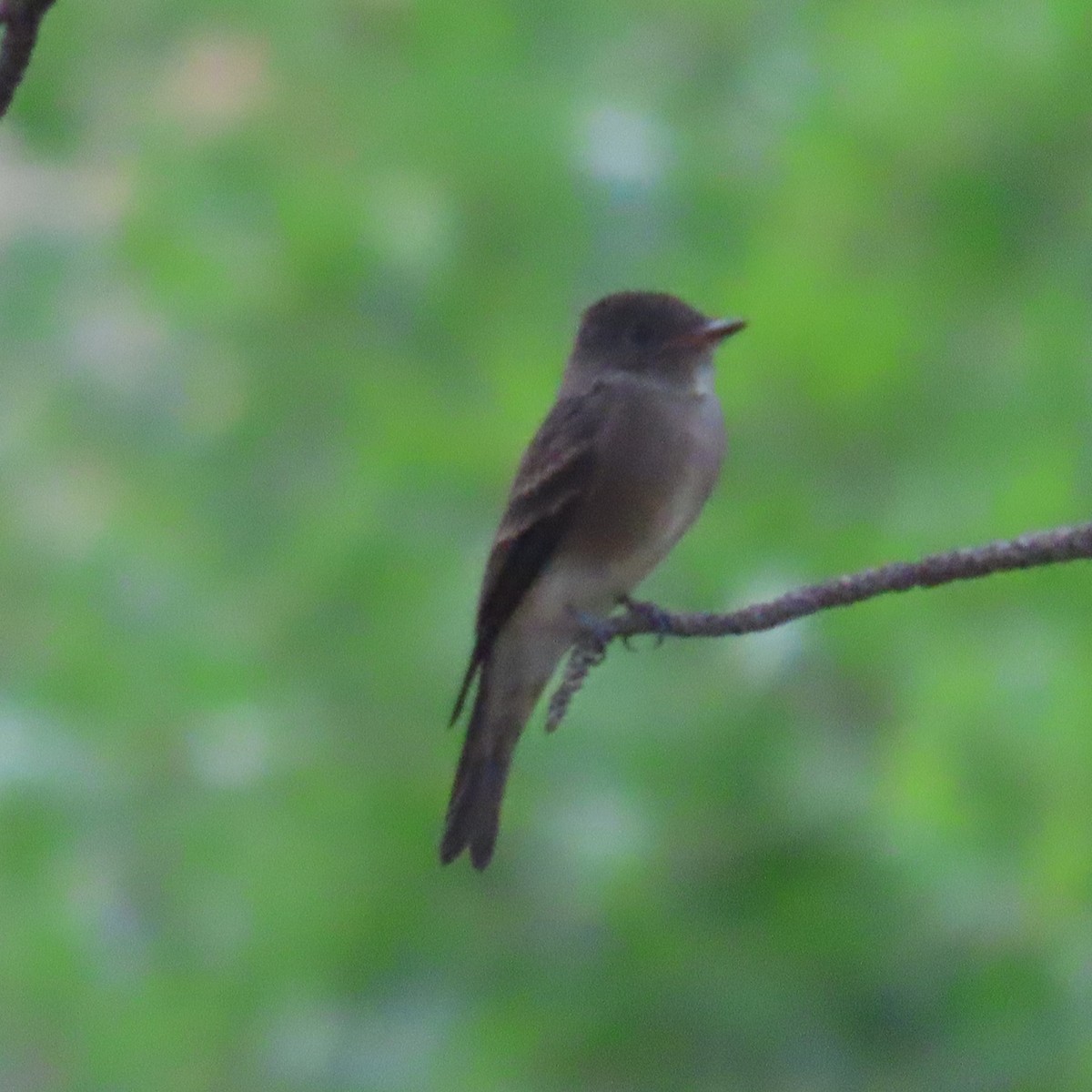 Western Wood-Pewee - ML599200281