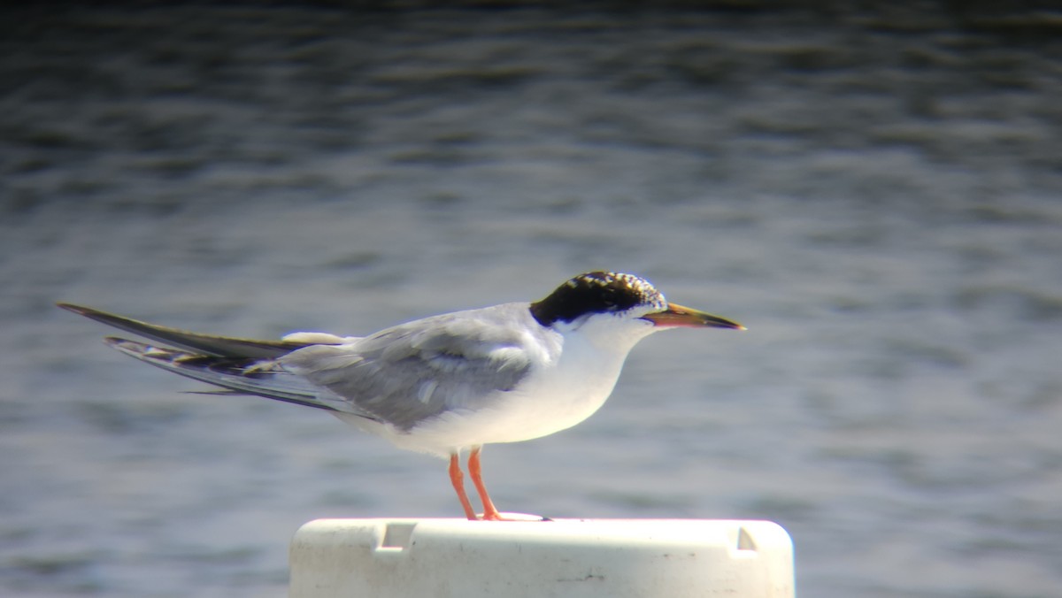 Forster's Tern - ML599200821