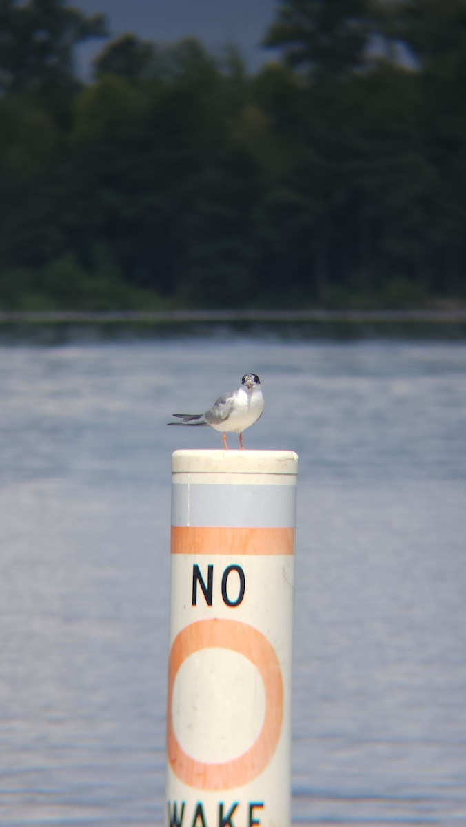 Forster's Tern - ML599201091
