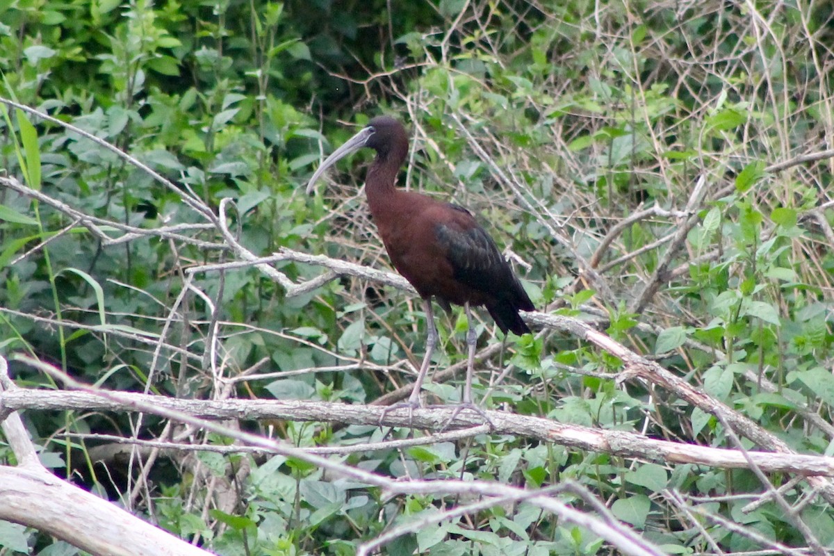 ibis hnědý - ML59920111