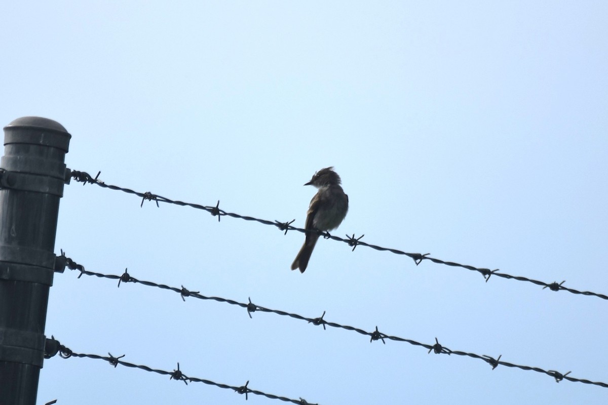 Eastern Phoebe - ML599201171