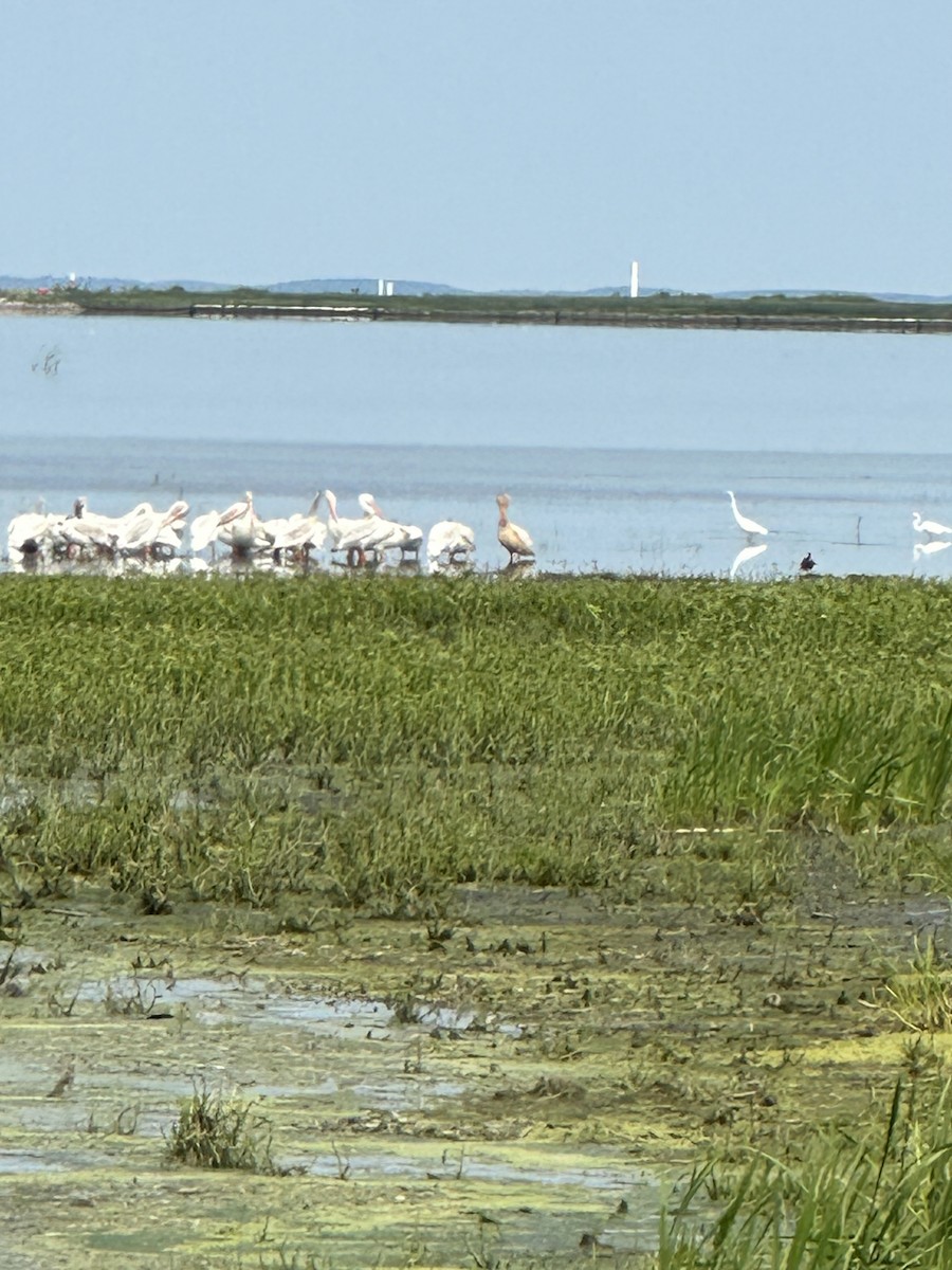 Roseate Spoonbill - ML599201241