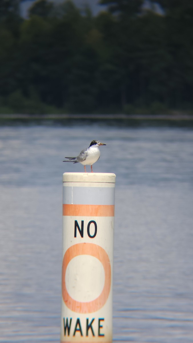 Forster's Tern - ML599201261