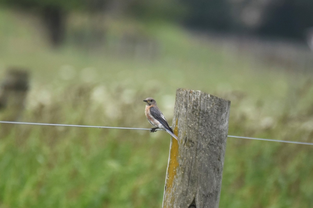 Eastern Bluebird - ML599201311