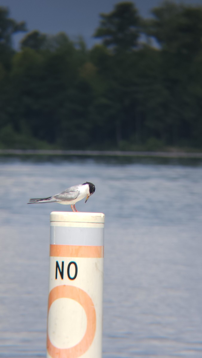 Forster's Tern - ML599201351