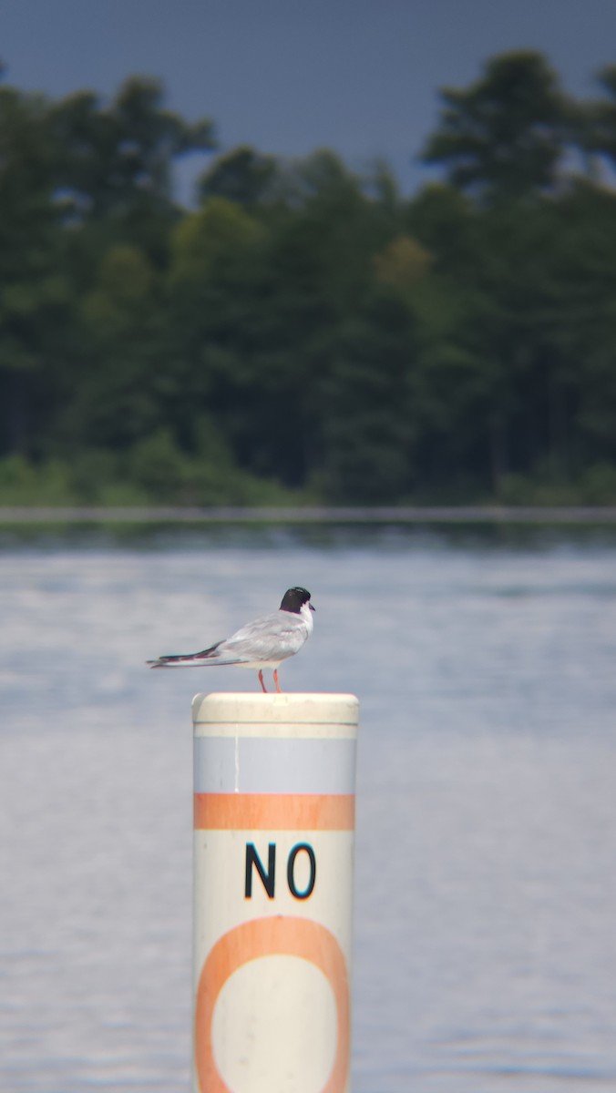 Forster's Tern - ML599201411