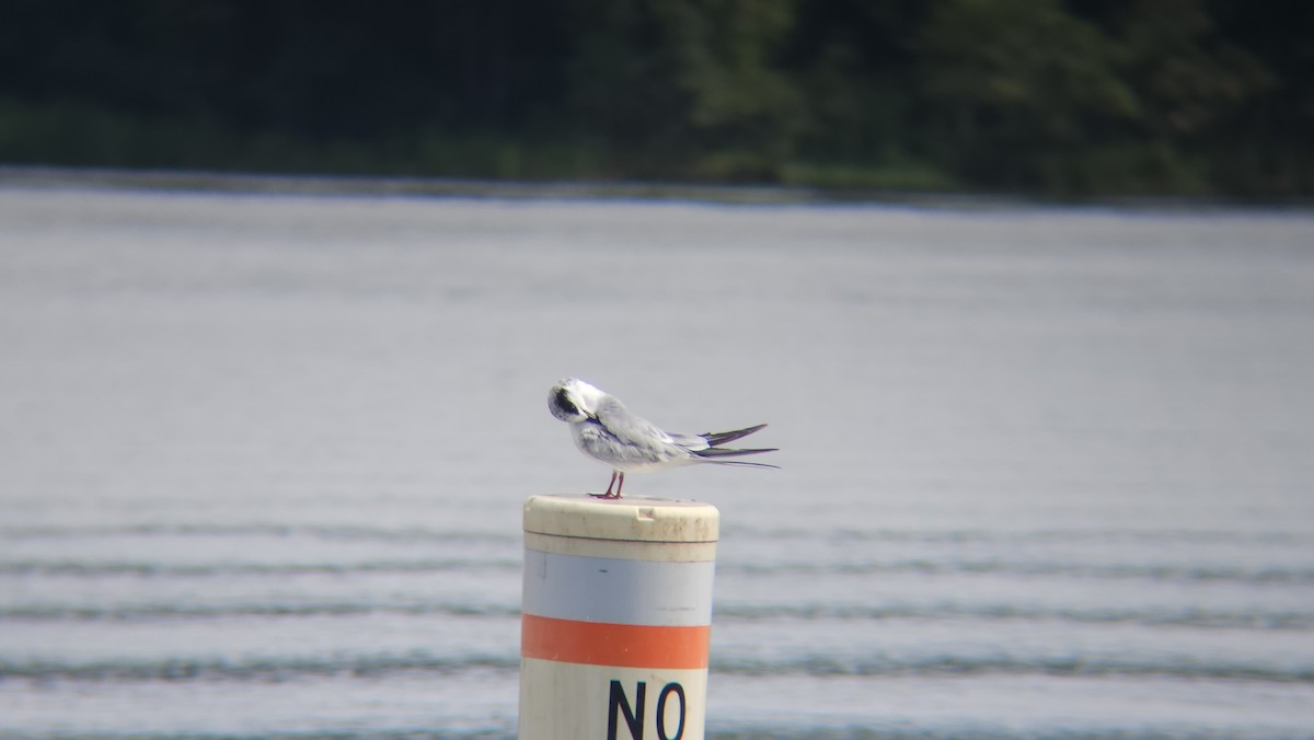Forster's Tern - ML599201651