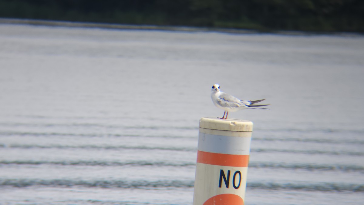 Forster's Tern - ML599201691