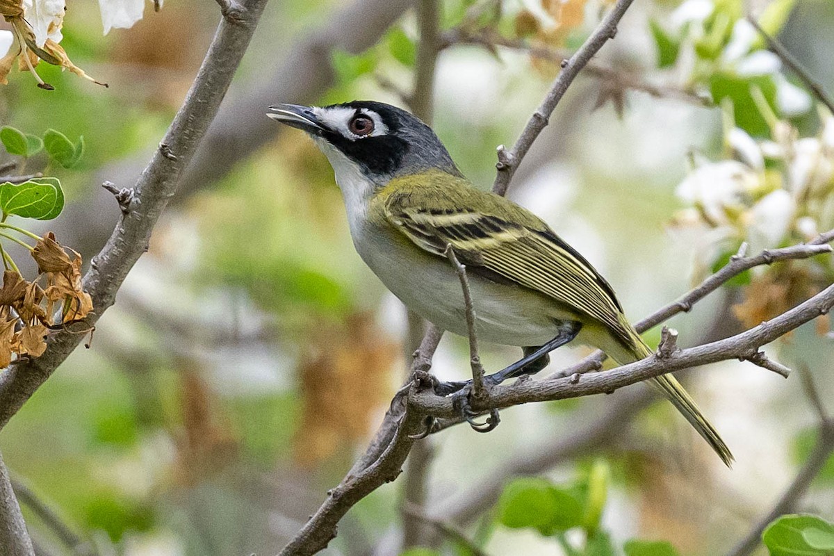 Black-capped Vireo - ML599201701