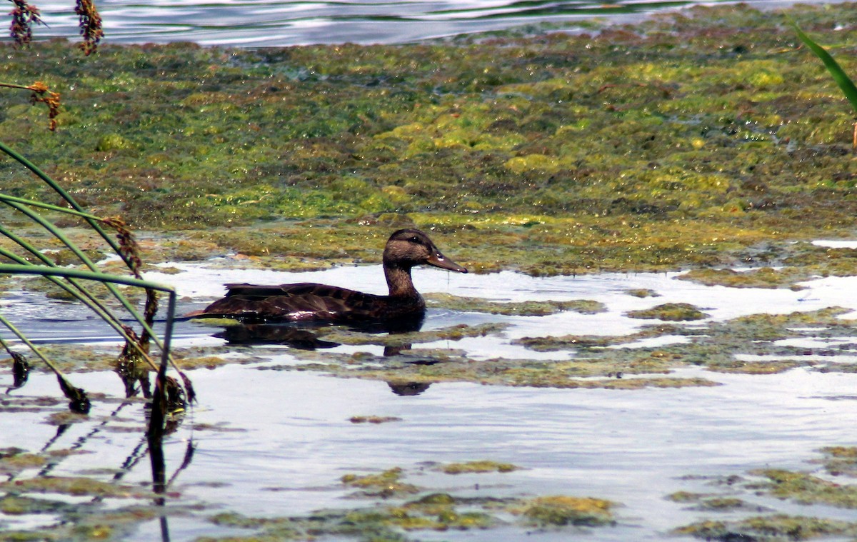 American Black Duck - ML599201731