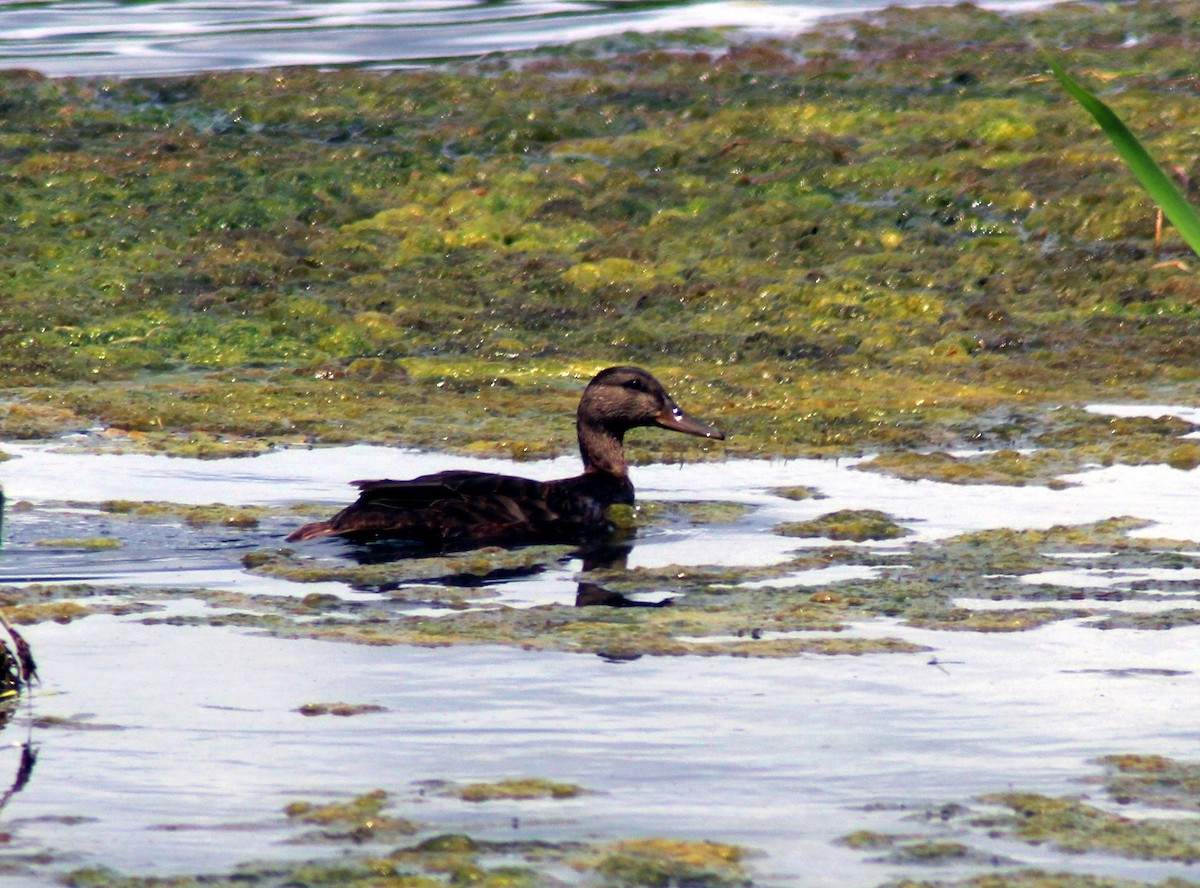 American Black Duck - ML599201751