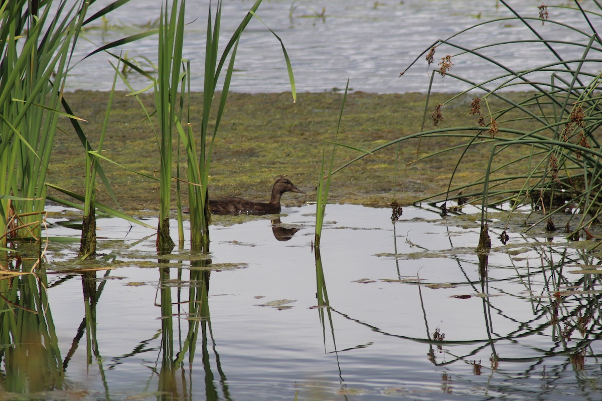 American Black Duck - ML599201771