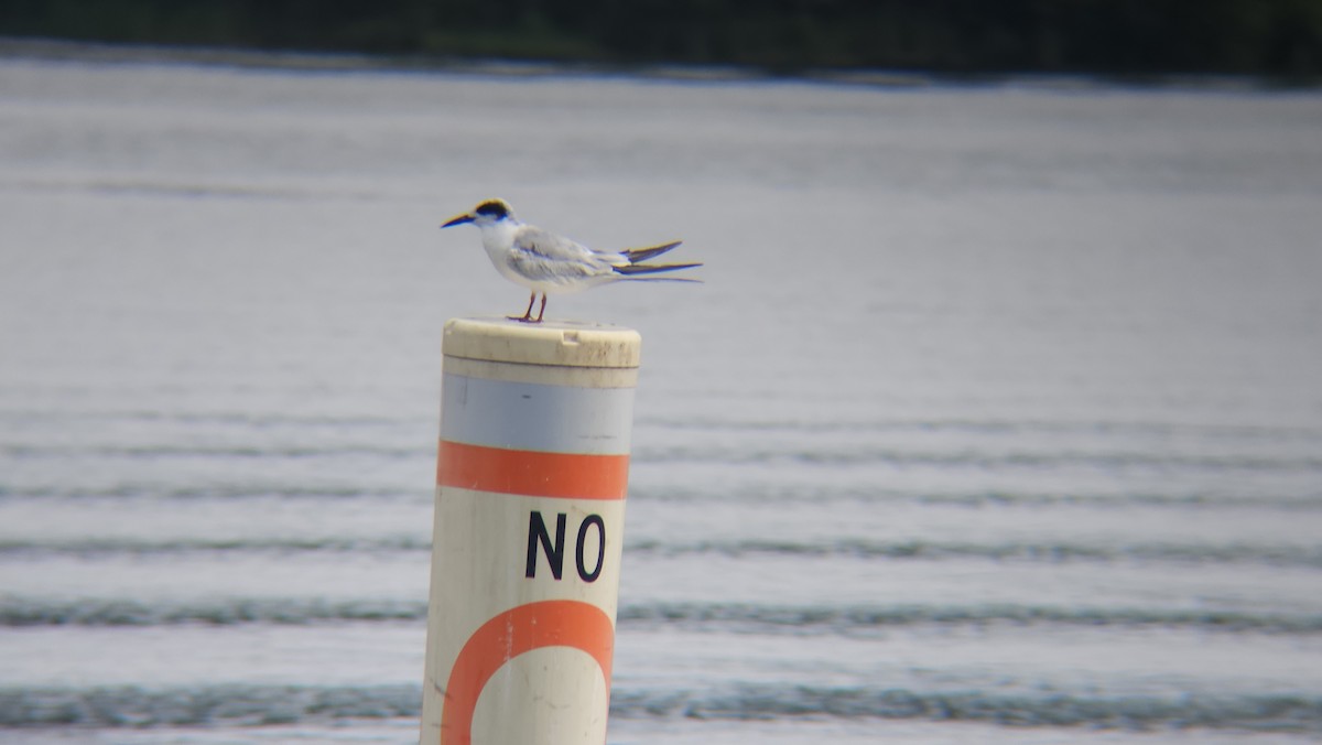 Forster's Tern - ML599201841