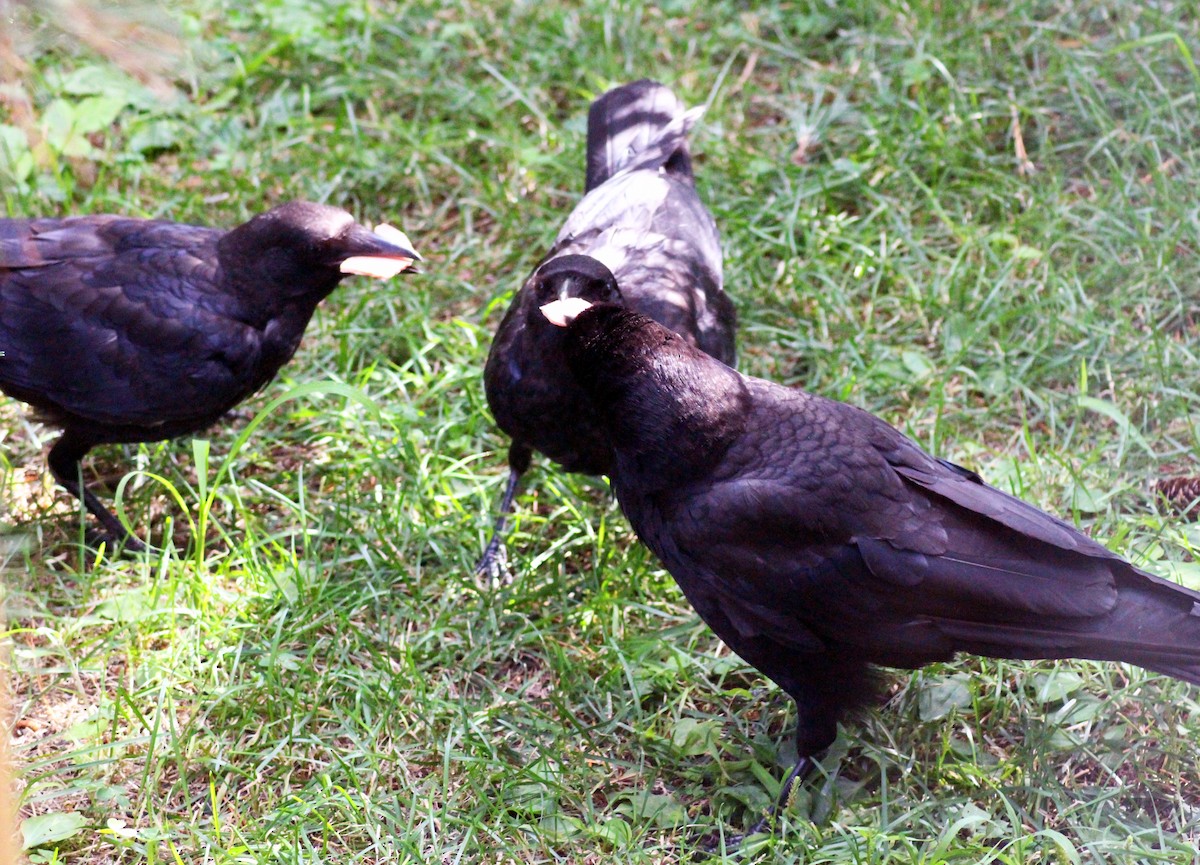 American Crow - ML599202191