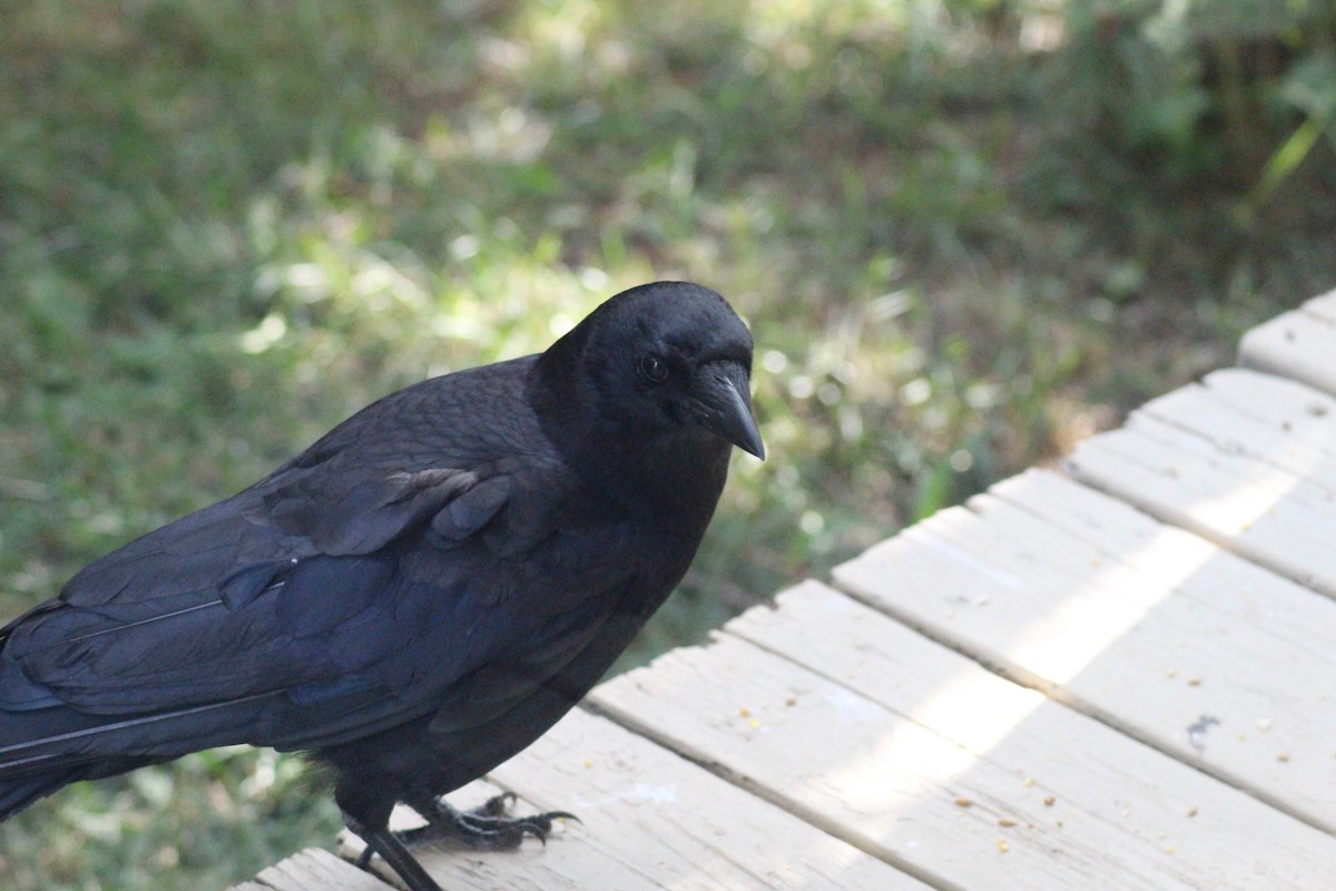 American Crow - ML599202201