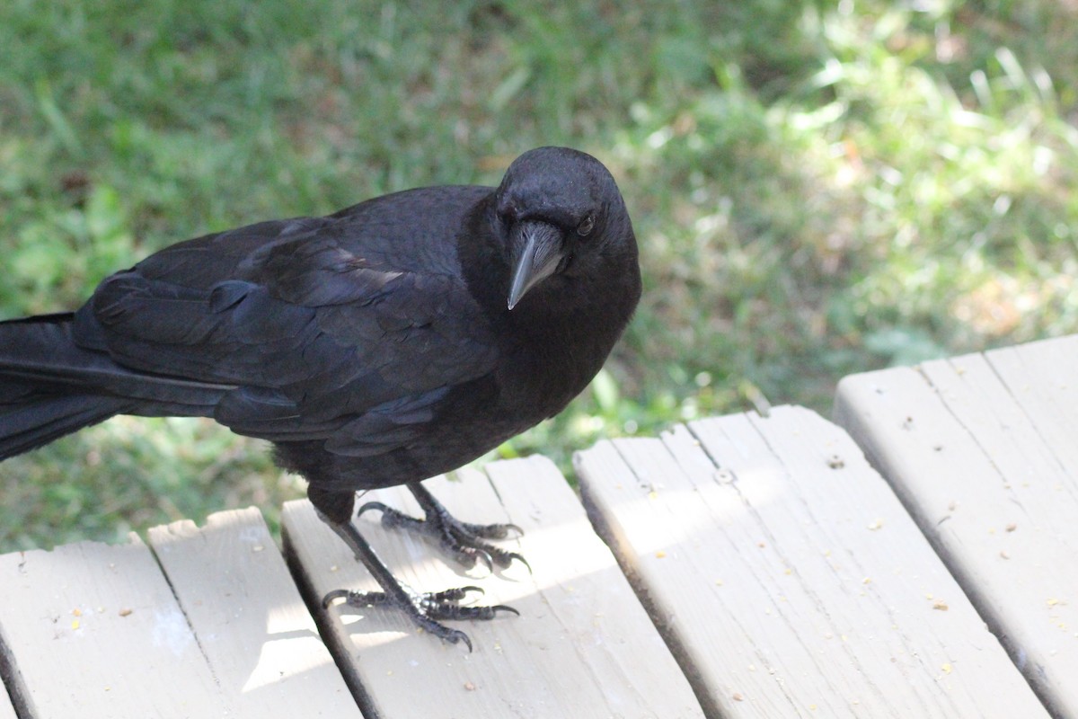 American Crow - ML599202231