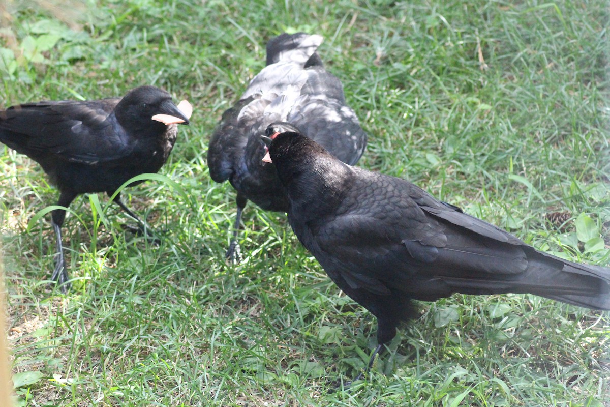 American Crow - Mathieu Beaudin