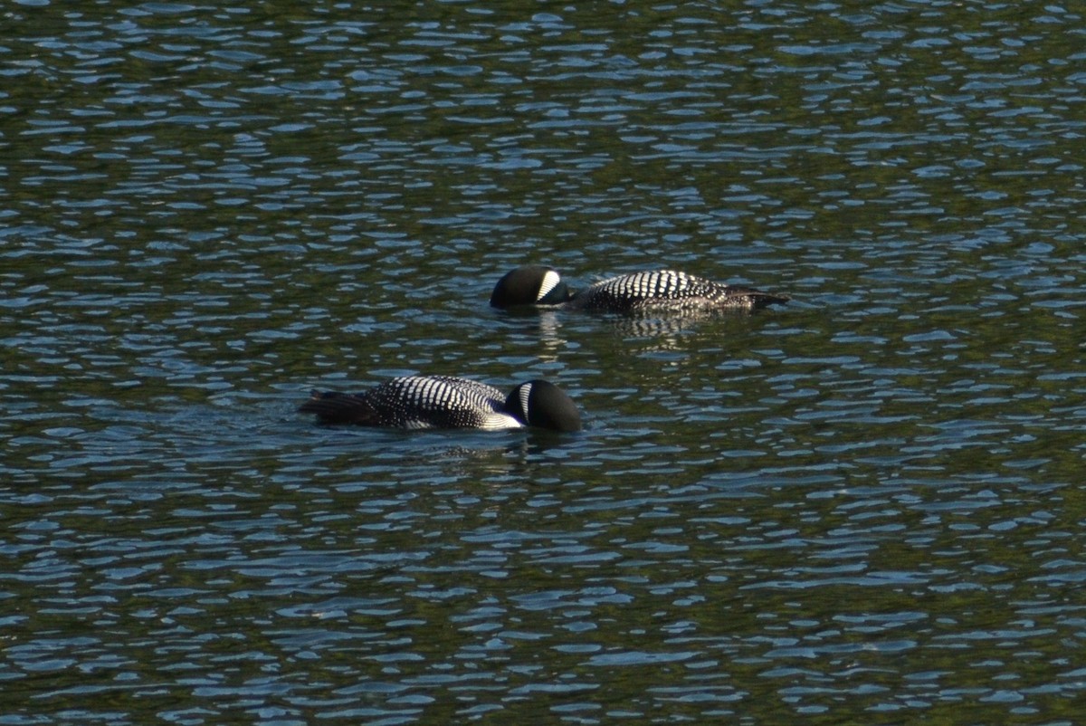 Common Loon - Catherine McLean