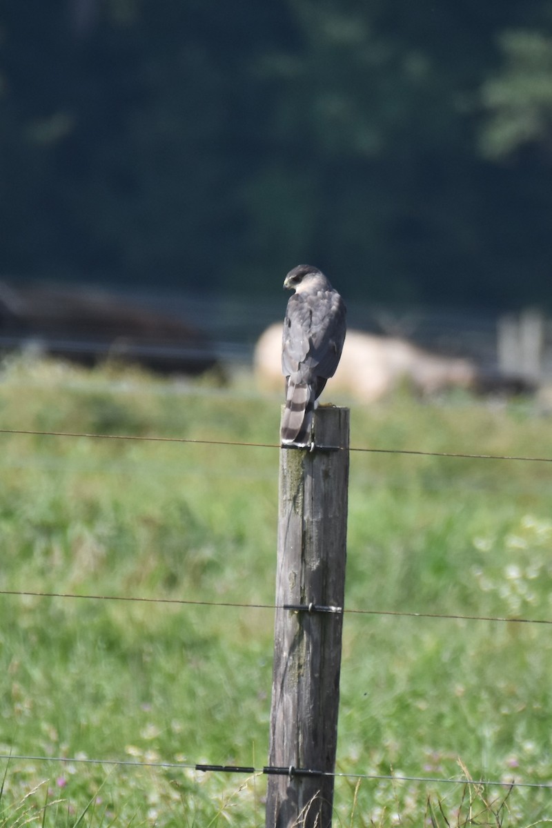 Cooper's Hawk - ML599203331