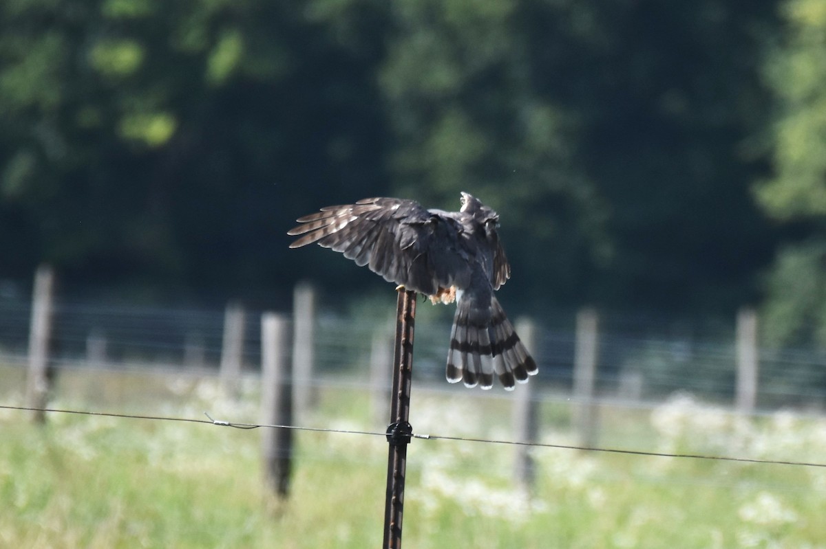 Cooper's Hawk - ML599203351