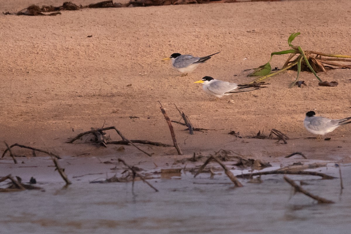 Yellow-billed Tern - Dan Ellison