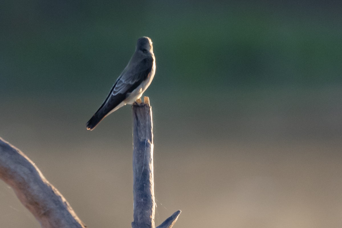 Southern Rough-winged Swallow - Dan Ellison
