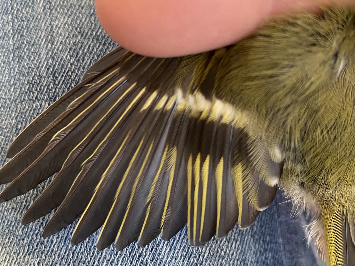 Golden-crowned Kinglet - ML599203601