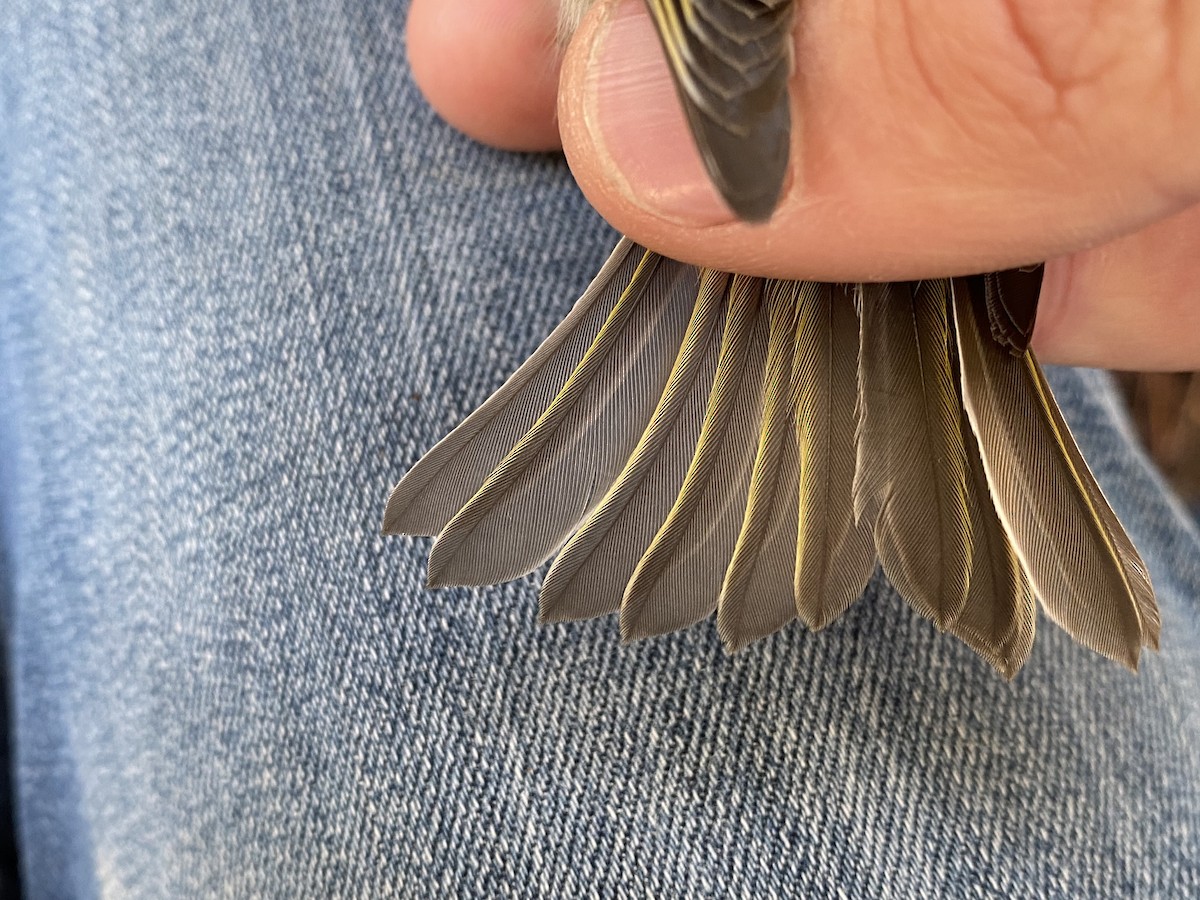 Golden-crowned Kinglet - ML599203611