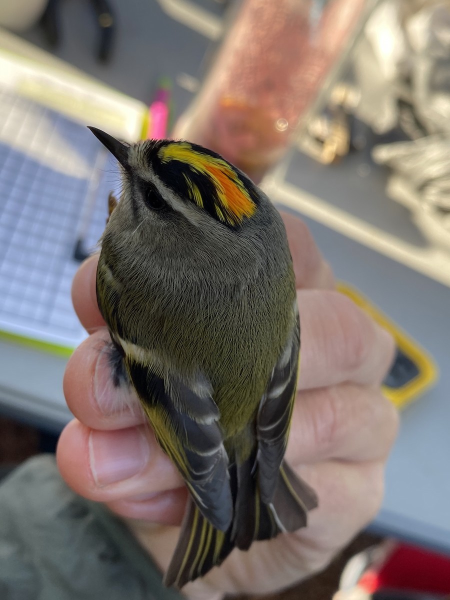 Golden-crowned Kinglet - ML599203951