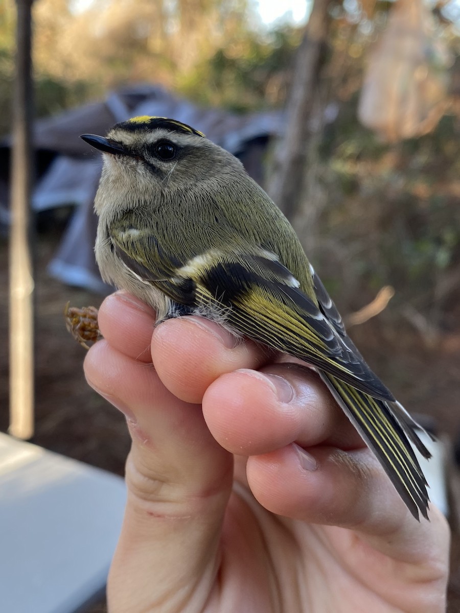 Golden-crowned Kinglet - ML599203961